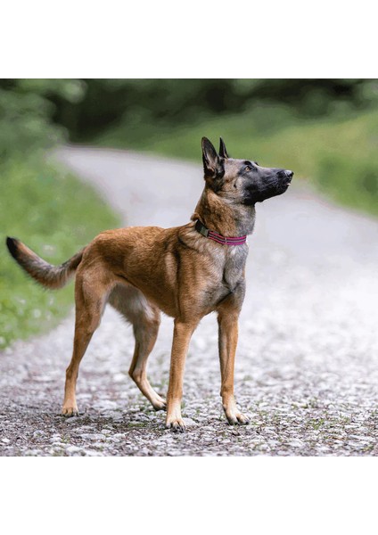 M Boy Ayarlanabilir Pembe Köpek Tasması ( 40 - 55 Cm)