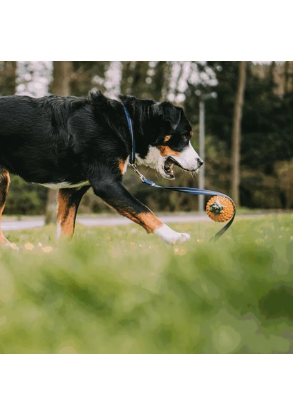 M Boy Ayarlanabilir Lacivert Köpek Tasması ( 40 - 55 Cm)