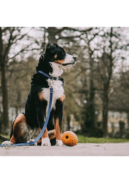 M Boy Ayarlanabilir Lacivert Köpek Tasması ( 40 - 55 Cm)