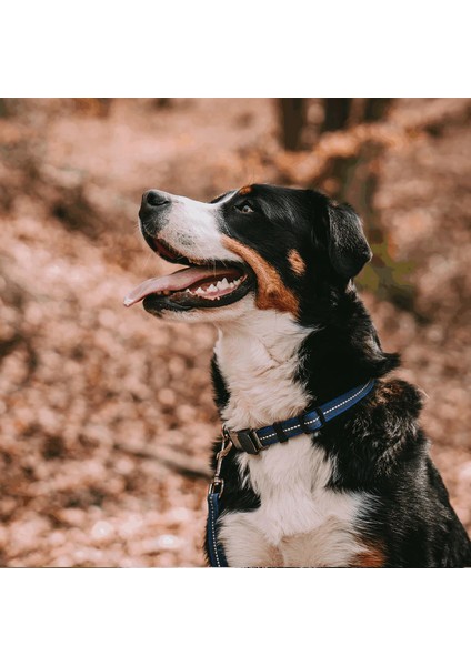 M Boy Ayarlanabilir Lacivert Köpek Tasması ( 40 - 55 Cm)