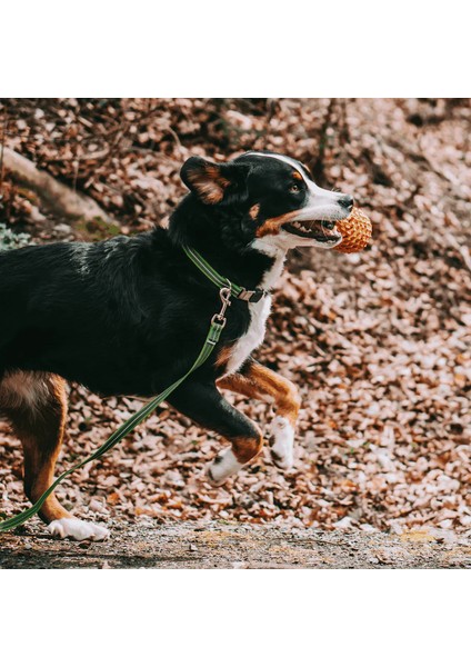 M Boy Ayarlanabilir Yeşil Köpek Tasması ( 40 - 55 Cm)