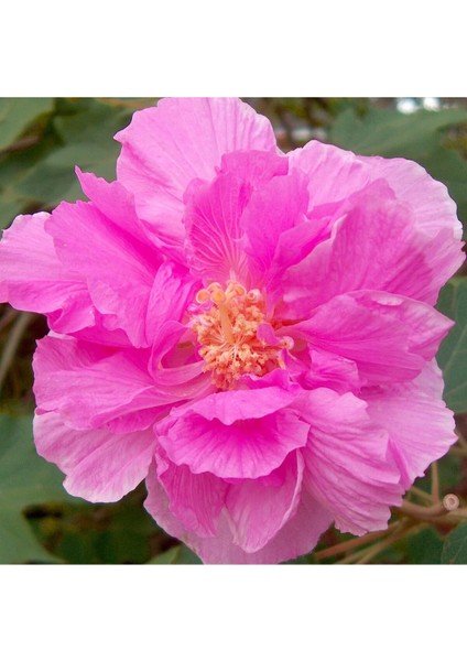 Ağaç Hatmi Fidanı, Yol Hatmisi, Tek Fidanda 3 Renk Bir Arada, Hibiscus Mutabilis