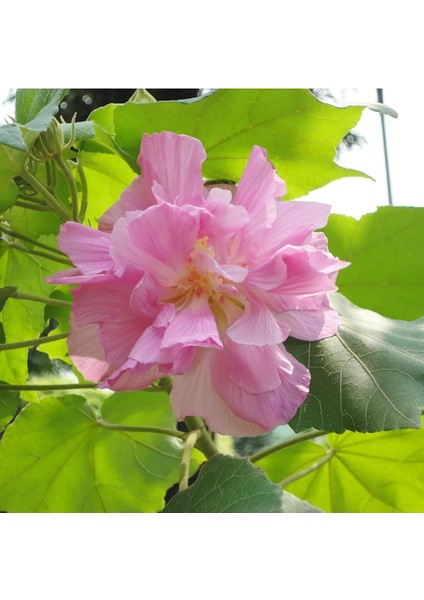 Ağaç Hatmi Fidanı, Yol Hatmisi, Tek Fidanda 3 Renk Bir Arada, Hibiscus Mutabilis