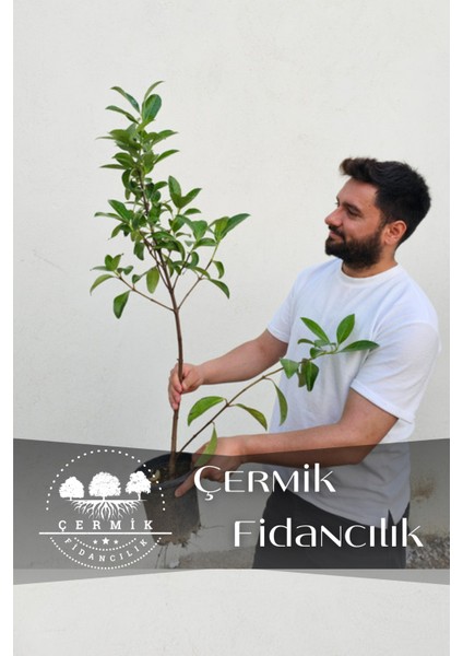 Parlak Yapraklı Kartopu Fidanı 60 - 100 Cm