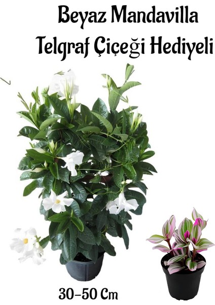 Kokulu Beyaz Renk Mandevilla Sarmaşığı Anneler Gününe Özel Telgraf Çiçeği Hediyeli