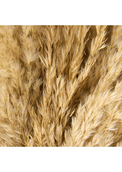 Deco Pampas Yapay Çiçek - Bej - 90X20 cm fırsatları