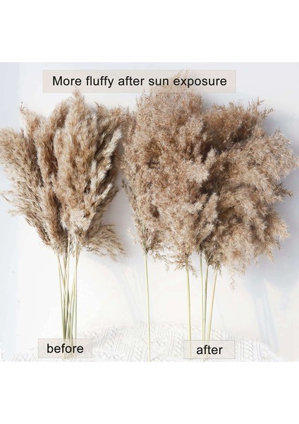 30 Kaynaklanıyor Kurutulmuş Pampas Çim, Vahşi Pampas Çim Kabarık Pampas Çiçek, 17 Inç Toplu Pampas Çim Dekor Çiçekler Kurutulmuş Bitkiler (Yurt Dışından) fırsatları