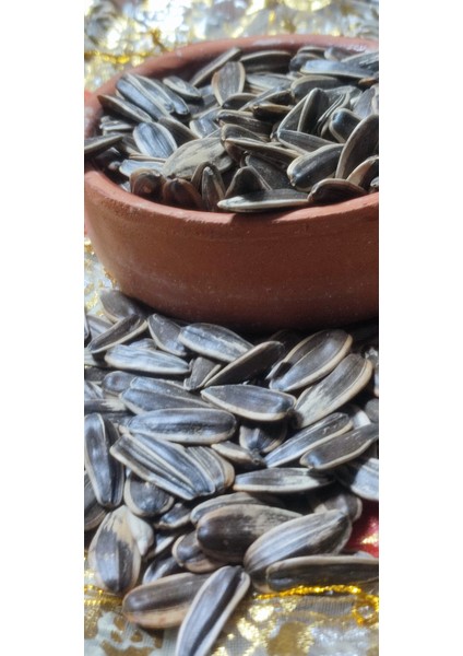 Siyah Tuzsuz Dakota Ay Çekirdeği Jumbo Boy fiyatları