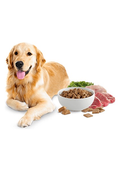 Köpek Ödülü 14 Çeşit Kemik Ödül Set