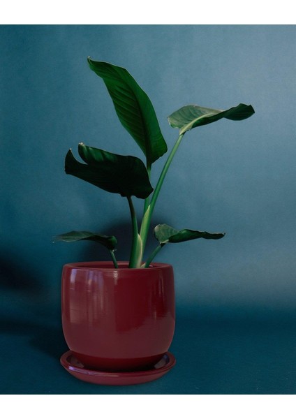Tabaklı Armut Bordo Çömlek Saksı 24X20 cm