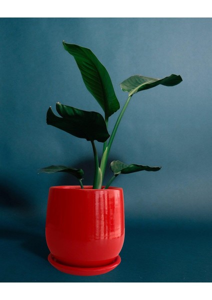 Tabaklı Armut Kırmızı Çömlek Saksı 24X20 cm