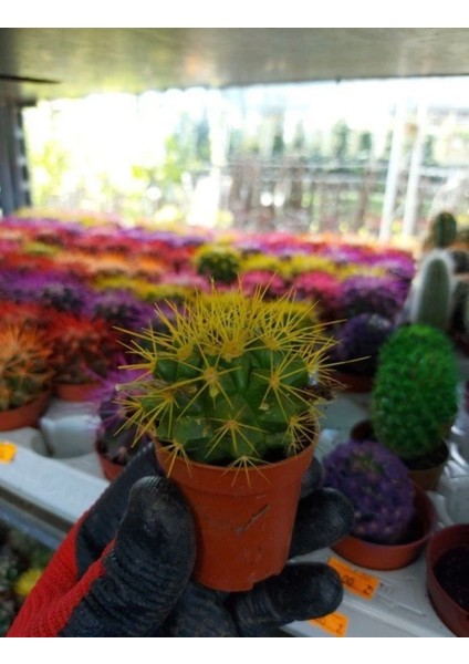 Bi Kaktüs Dünyası Echinopsis Kaktüs Sarı Renkli Kaktüs