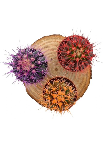 Echinopsis Kaktüs 3 Renkli Kaktüs