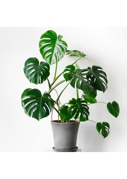 Deve Tabanı Bitkisi 90 110 cm Monstera Deliciosa