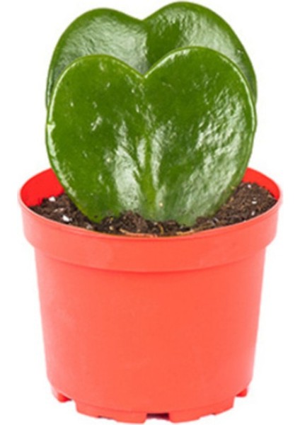 Hoya Kerri P8