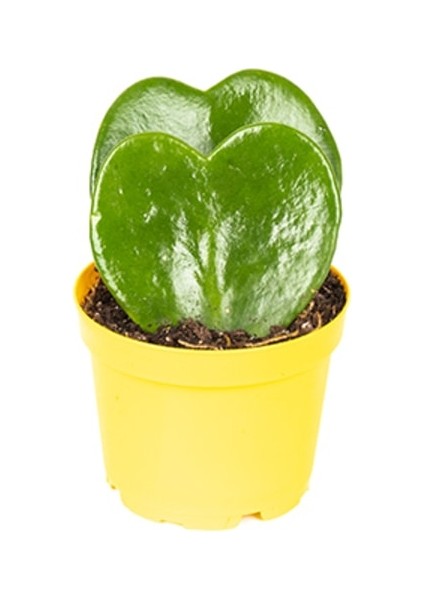 Hoya Kerri P8