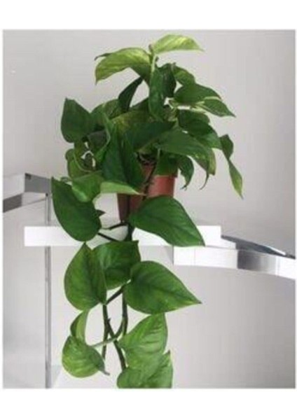Salon Sarmaşığı Pothos Çiçeği Patos Çiçeği