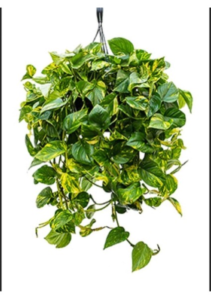 Salon Sarmaşığı Pothos Çiçeği Patos Çiçeği