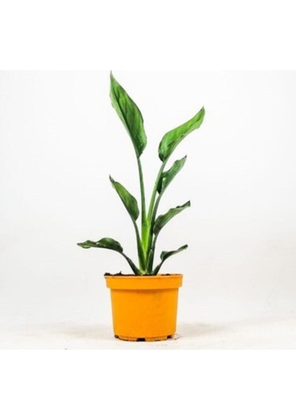 Starliçe-Cennet Kuşu-Strelitzia Nicolai 60CM fiyatları