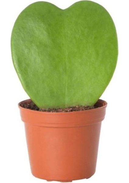 Hoya Kerrii Kalp Sukulent Bitki