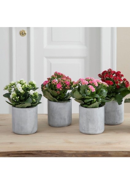 Kalanchoe 4 Adet - Karışık Renk