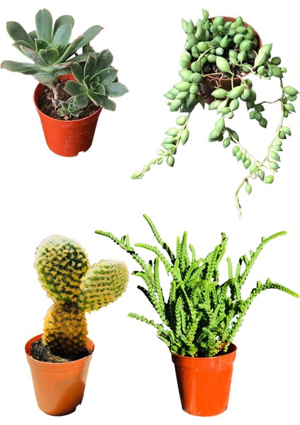 Aeonium Hawortii - Tespih Çiçeği - Prenses Çamı - Tavşan Kulağı