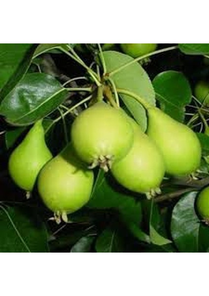 Tüplü Fidan Erkenci Akça Armut Fidanı