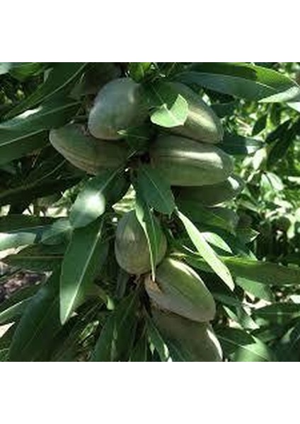 Tüplü Fidan Bertina Badem Fidanı