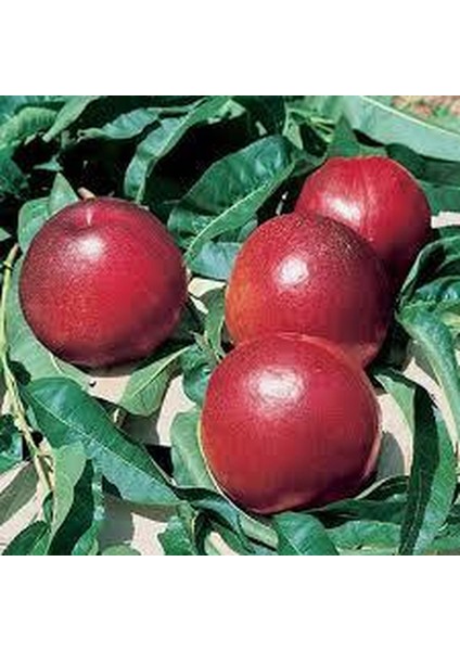 Tüplü Fidan Big Top Nektarin Fidanı