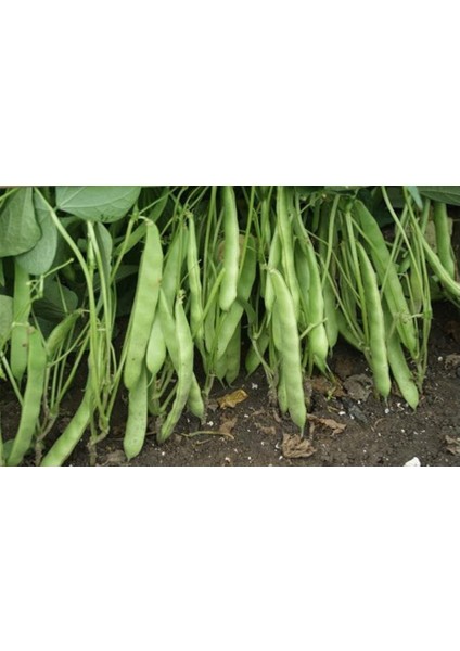 Cino Fasulye Tohumu Oturaktır. Erkencidir 100 Gram