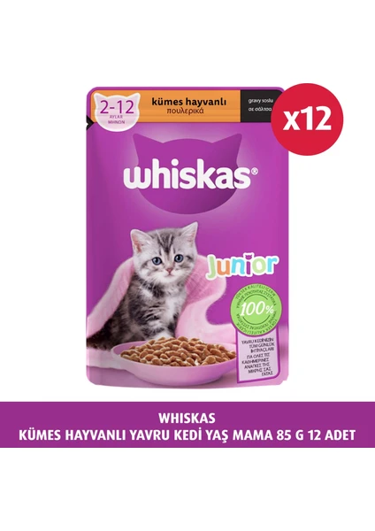 Kümes Hayvanlı Yavru Kedi Yaş Mama 85 G 12X