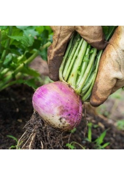 1 kg Tohum Şalgam Yemi Tohumu Bol Verimli Hayvan Besin Yemi Tohumu Organik