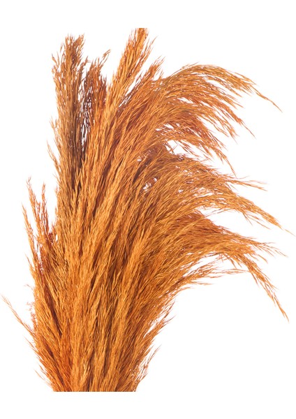 Deco Pampas Yapay Çiçek - Turuncu - 90X20 cm modelleri