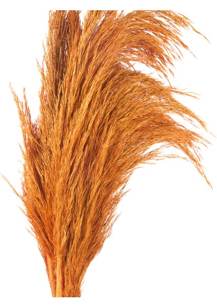 Deco Pampas Yapay Çiçek - Turuncu - 90X20 cm fırsatları