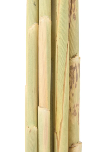 Deco Pampas Yapay Çiçek - Turuncu - 90X20 cm indirimleri