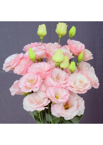 Katmerli Sugar Pink Lisianthus Çiçeği Fidesi (10 Adet)