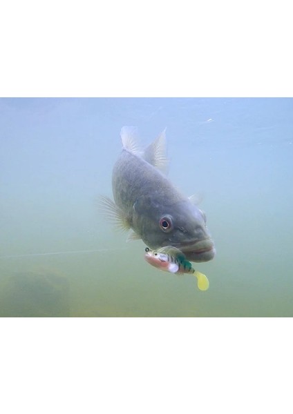 3069 Jumping Soft 7.5cm 14GR Gizli Iğneli Levrek Silikonu Suni Yem fırsatları