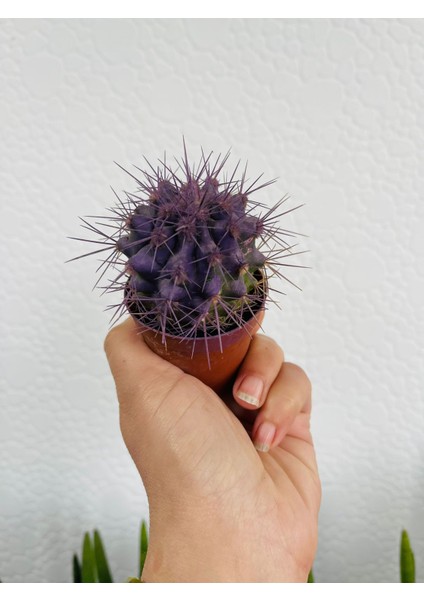 Echinopsis Kaktüs Mor Renkli Kaktüs
