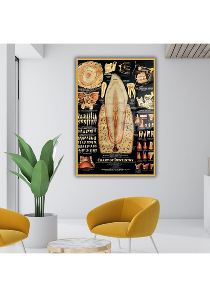 Metal Çerçeveli Cam Diş Poliklinik Tablosu Diş Yapısı Poster