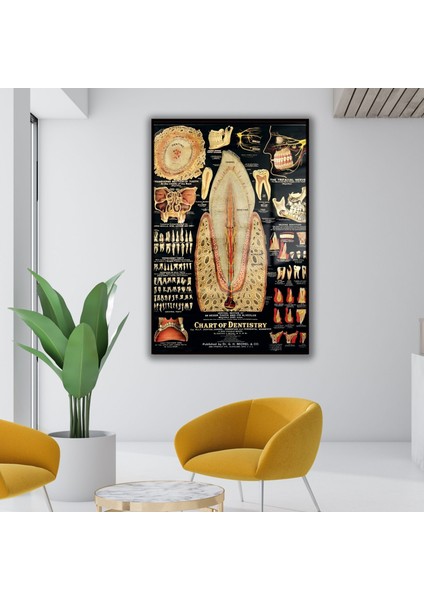 Metal Çerçeveli Cam Diş Poliklinik Tablosu Diş Yapısı Poster