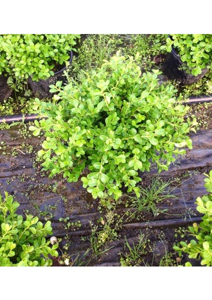 Şimşir Çit Bitkisi Buxus Sempervirens Rotundifolia