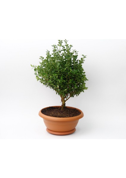 Bonsai Şimşir Fidanı Buxus Sempervirens Rotundifolia 3 Adet