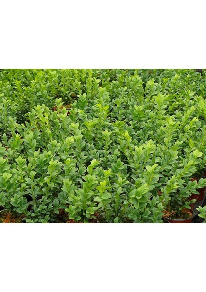 Bonsai Şimşir Fidanı Buxus Sempervirens Rotundifolia 3 Adet