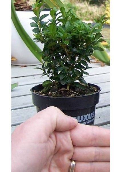 Bonsai Şimşir Fidanı Buxus Sempervirens Rotundifolia 3 Adet