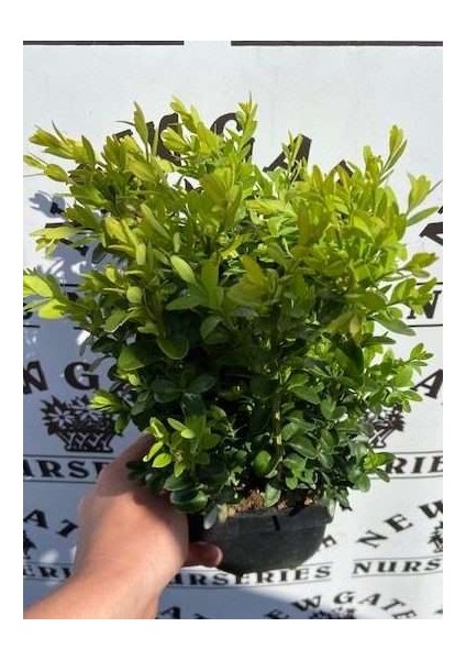 Bonsai Şimşir Fidanı Buxus Sempervirens Rotundifolia 3 Adet