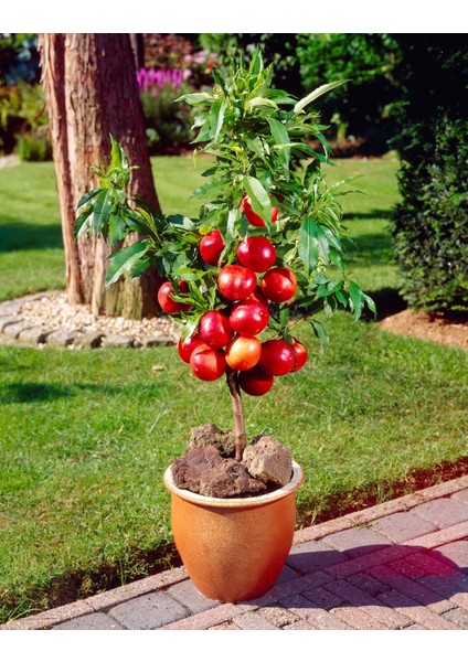 TNC Garden Groups Venüs Nektarin Prunus Persica Nucipersica 10 Adet