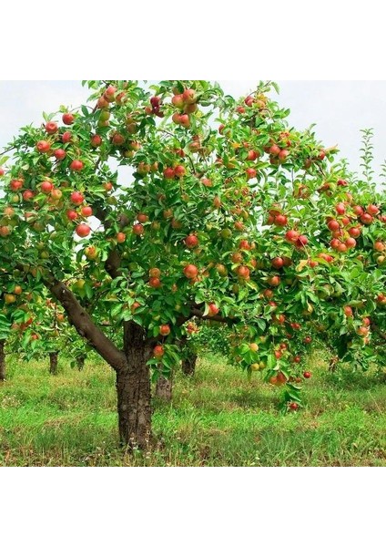 TNC Garden Groups Pink Lady Elma Fidanı 5 Adet