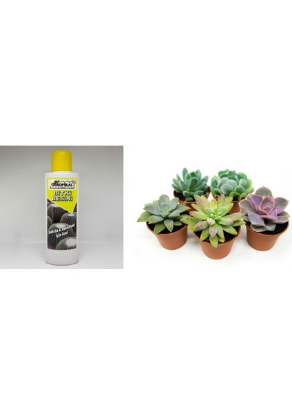 Tropikal Besin Bitkisi Kaktüs ve Sukulent 225 ml