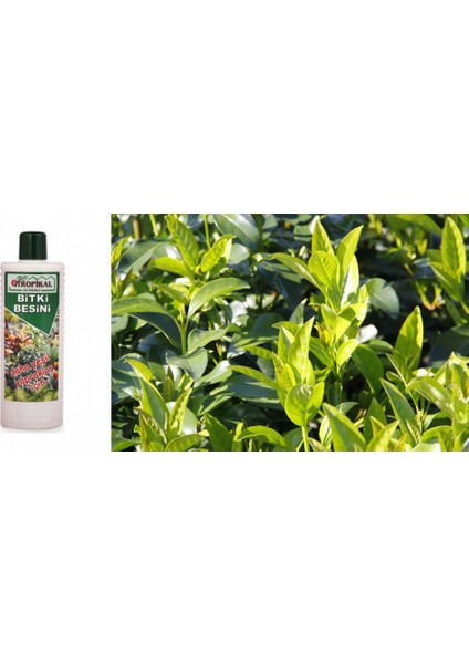 TNC Garden Groups Tropikal Besin Bitkisi 1000 ml