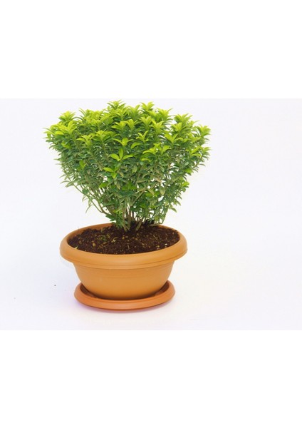 TNC Garden Groups Bonsai Euonymus Microphyllus Aurea 5 Adet